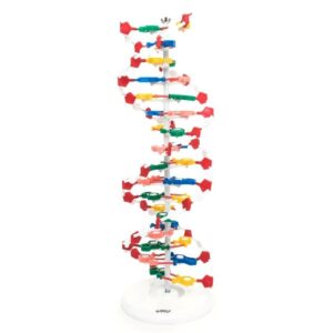 Dupla Hélice de DNA