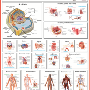 MAPA DO CORPO HUMANO