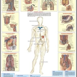 MAPA SISTEMA LINFÁTICO