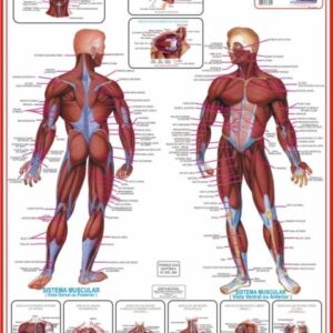 MAPA SISTEMA MUSCULAR